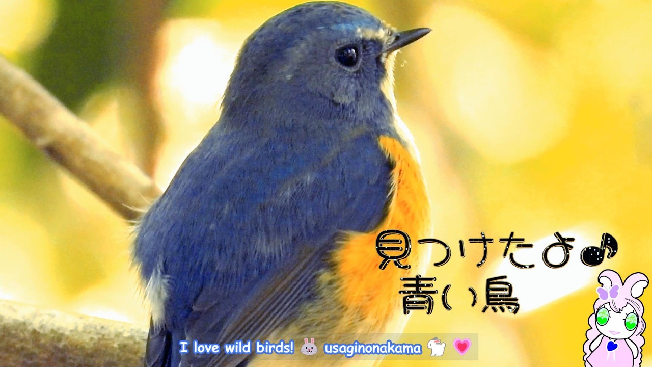 ✨そっと囀る青い鳥🔹ルリビタキ