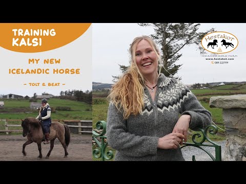 Training Kalsi - My New Icelandic Horse - Tolt & Beat