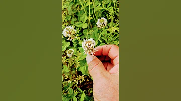 토끼풀 