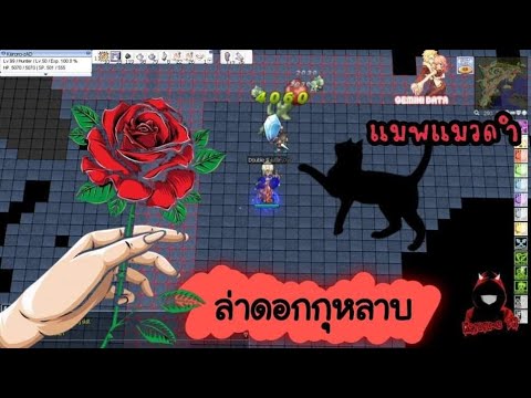 ragnarok wild rose New RO-PRONTERA EP5.0 ล่าแมวดำ หาดอกกุหลาบ 1ใน5 การ์ดเซ็ตแอส