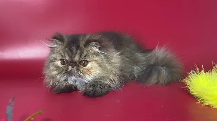Video 6894111: tabby persian kitten, persian kittens cattery, tabby female kitten, persian kitten brown