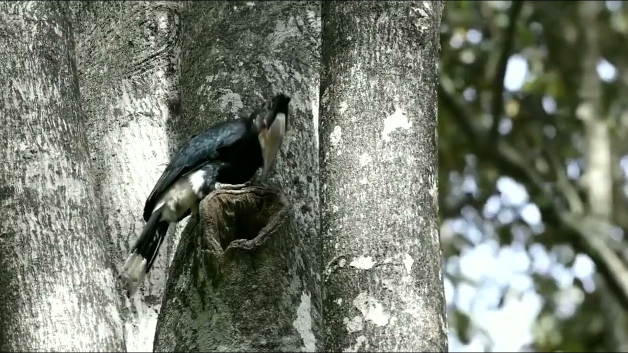 Silvery-cheeked Hornbill (Bycanistes brevis)