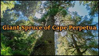 Giant Spruce Tree of Cape Perpetua