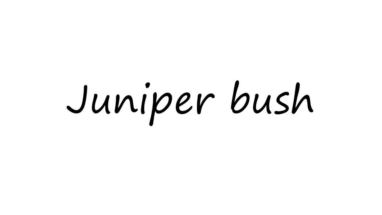 How to Pronounce Juniper bush? - YouTube