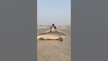 #dolphinfish #fish #newaivideo #shortvideo #shorts #short #shortsfeed #viral #video #trending #memes