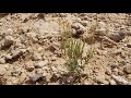 ١٨٦ العفينة نبات صحراوي سام له رائحة كريهة