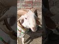 ##sheepbreeding #homesheephome #lifeisbutadream ##funnyshorts ##sheep