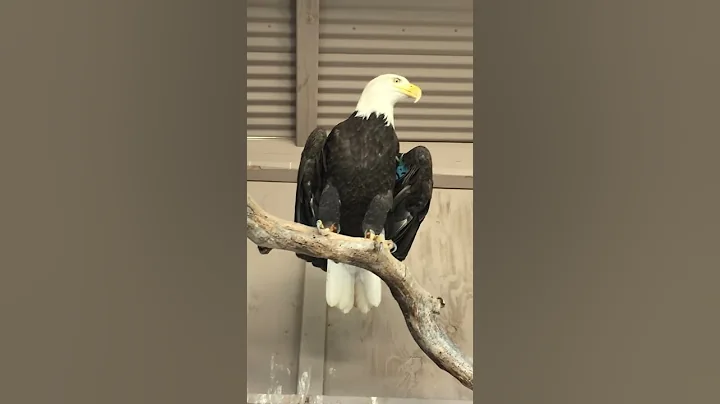 Bald Eagle Release - Veteran's Week 2016