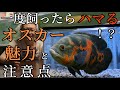 初心者からベテランまで楽しめる、魅力的な熱帯魚オスカーの世界。[アクアリウム]