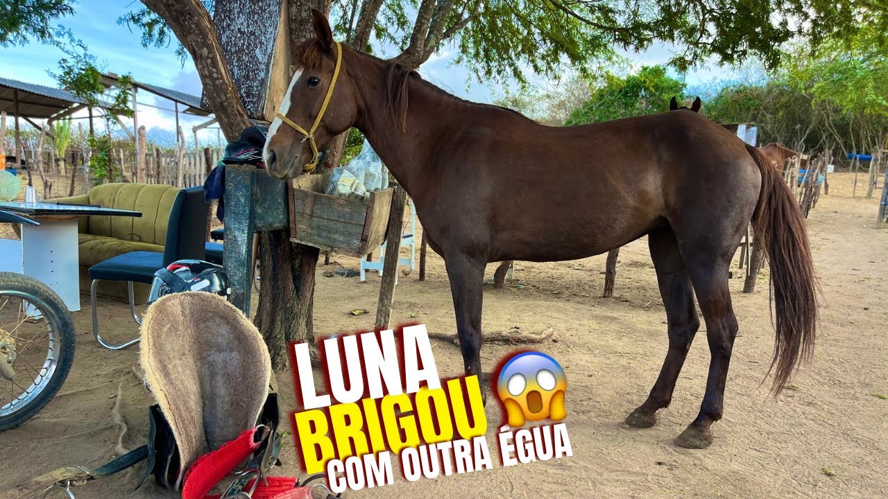 LUNA TÁ BRIGANDO COM A ÉGUA VIZINHA(Hugo Menezez)