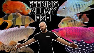 FEEDING ALL MY FISH MICKSFISHUK