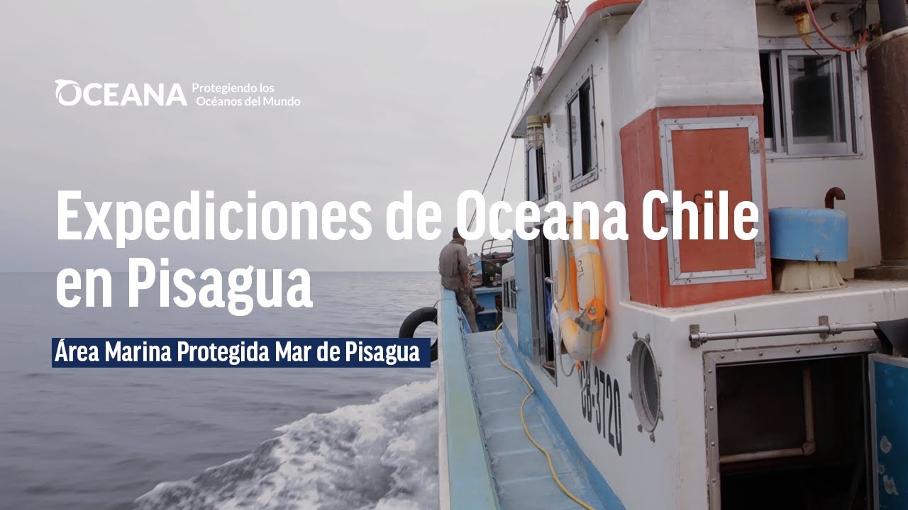 Mar de Pisagua | Expediciones de Oceana Chile en Pisagua