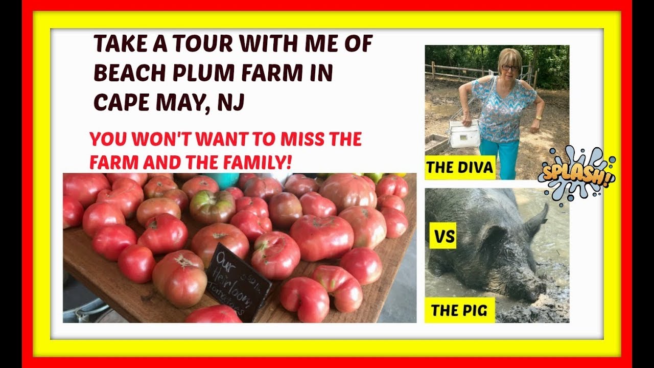 TAKE A TOUR WITH ME OF THE BEACH PLUM FARM IN CAPE MAY, NJ YouTube