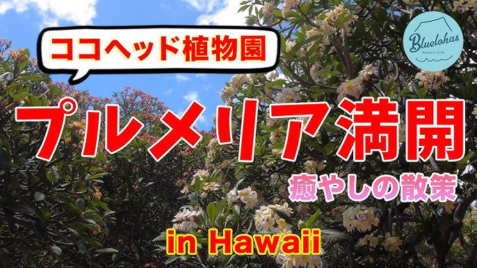 ハワイ熱帯植物園へ Youtube ハワイ熱帯植物園へ Youtube