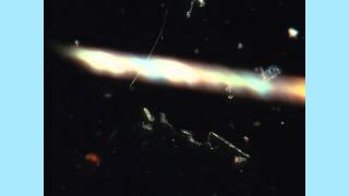 Slide preparation of spider mites FINAL