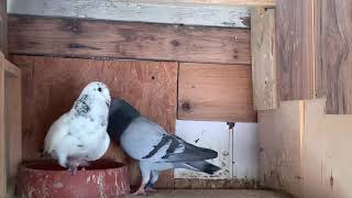 “Palomas Mensajeras “