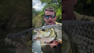 Tiger Fish – The Most Dangerous Freshwater Fish 😱🐟