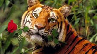 Галина Албул- Всё Для Тебя.