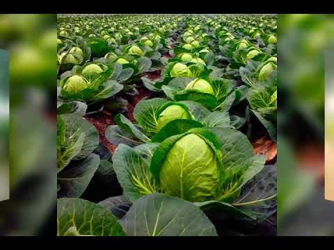 أجمل بلد بلدي مصر