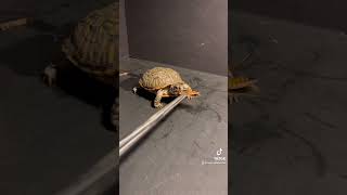 5 Facts About Box Turtles