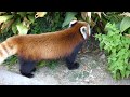 神戸王子動物園 の動画、YouTube動画。