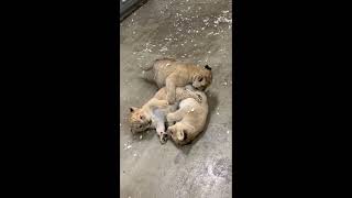 3 Lion Cubs Lincoln Park Zoo