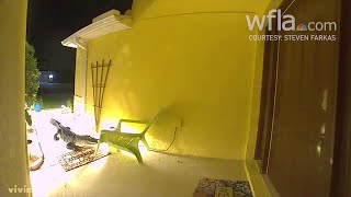 Must See: Gator Stumbles into Chair, Peeks into Front of Home