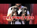 “AMERICAN BULLY PUPPIES”, welping tips for large litters