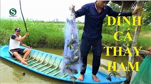 Giăng lưới xong không muốn gỡ cá | Sắc Màu VN