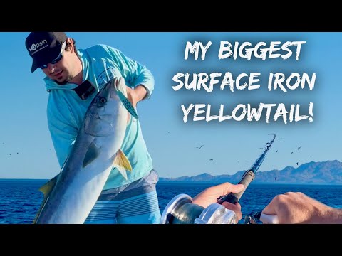 Ep. 3: Surface Iron Yellowtail | Run & Gun!