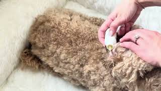 This Dog Ear Serum Kit is a must-have for all of our furbabies! by We Love Doodles 16 views 1 hour ago 23 seconds