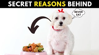 Why Your Maltese is Not Eating Food ? What to do Now