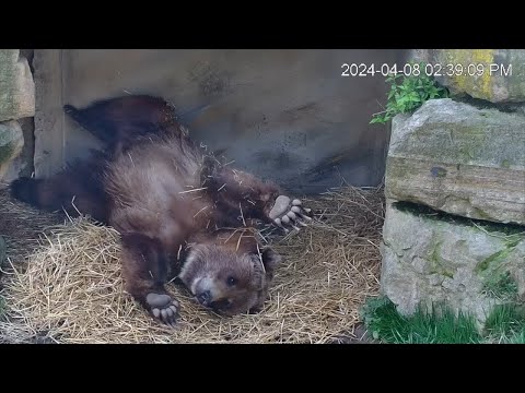 Animals Reactions To The Solar Eclipse (LIVE CAM FOOTAGE) - video from Zoolife