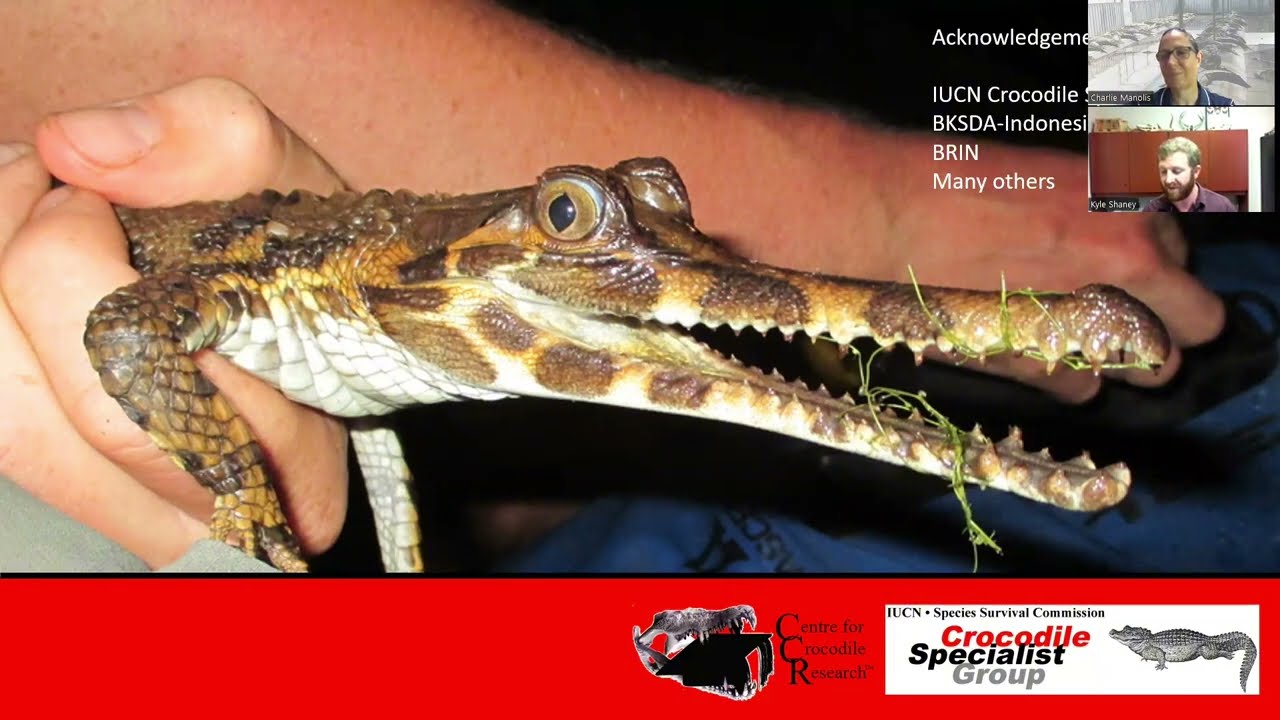 Endangered Crocodile Update: Tomistoma