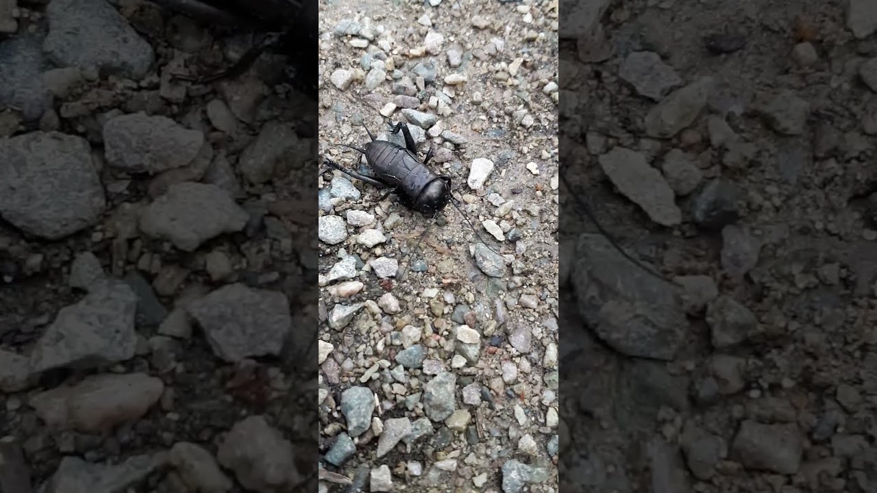Gryllus - Cricket - Grillon : On The Ground 