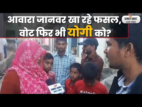 UP Election 2022: आवारा जानवरों से परेशान शिकोहाबाद की जनता, क्या फिर से देगी बीजेपी को वोट?