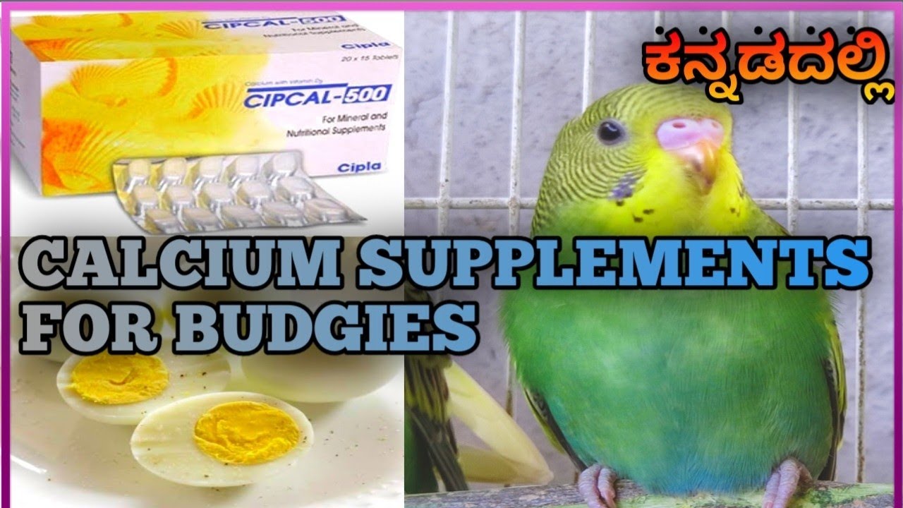 Calcium Supplements For Birds ಕನ್ನಡದಲ್ಲಿ • In Kannada YouTube