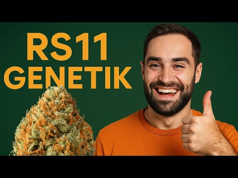RS11 erklärt: Warum diese Sorte gerade alle begeistert 🌈🔥