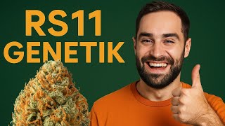 RS11 erklärt: Warum diese Sorte gerade alle begeistert 🌈🔥