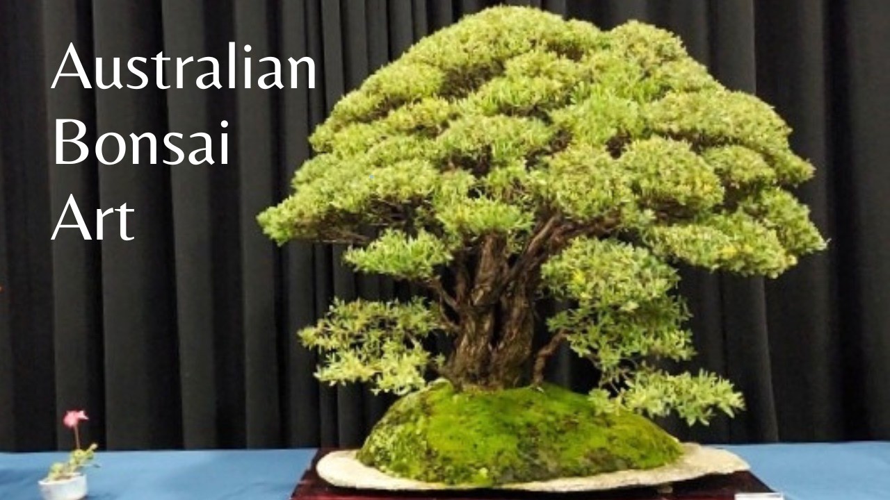 Bonsai Northwest Melbourne Show オーストラリア盆栽の魅力 - YouTube