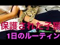 子猫癒し動画