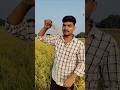 Rice farming #farming #farminglife #khetibadi#youtubeshorts #shortvideo #khesharilalyadav#bhojpuri