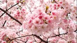 سورة العلق     محمد حسان