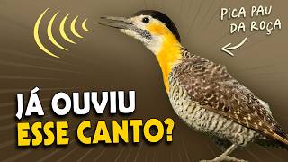 Um PICA-PAU que VIVE NO CHÃO? Cantos e comportamentos do PICA-PAU-DO-CAMPO! by Planeta Aves 470,985 views 1 month ago 9 minutes, 43 seconds