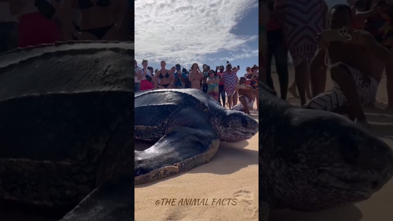 shocking animals transformation!