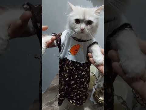 الواد الحلو الصاصا الواد الكوتوموتي