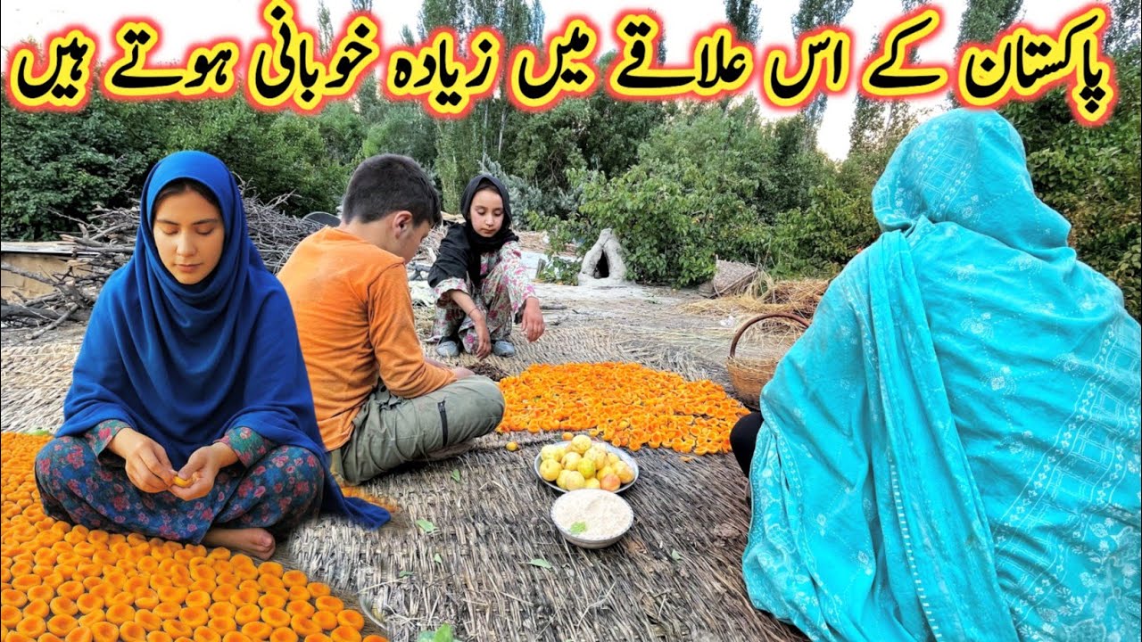 Apricot Season in Pakistani Mountain |Apricot Harvesting Near Siachen Glacier