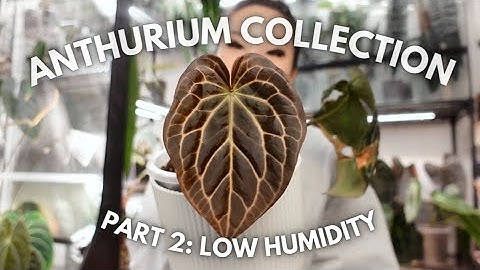 All of my anthuriums growing in ambient conditions! Anthurium collection PART 2