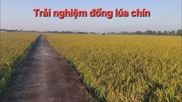 Trải nghiệm đồng lúa chín vàng tuyệt đẹp ở quê