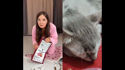 Video 11820641: munchkin, cat funnycats animals, cat funny animals, cute cat